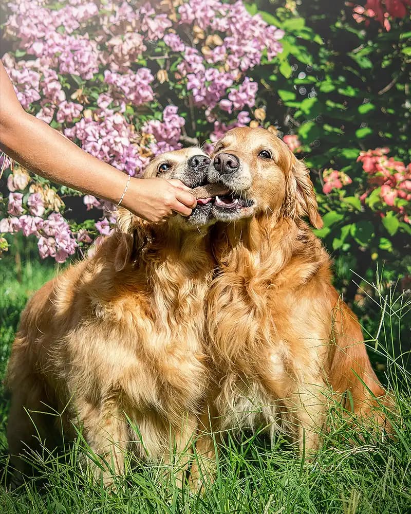 Helados para perros